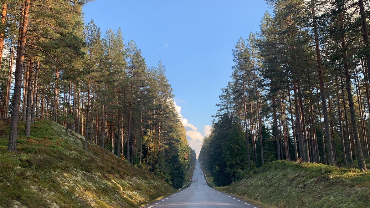 Surroundings — forest road